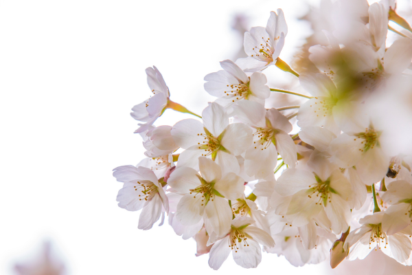 a cluster of pink and white cherry blossoms