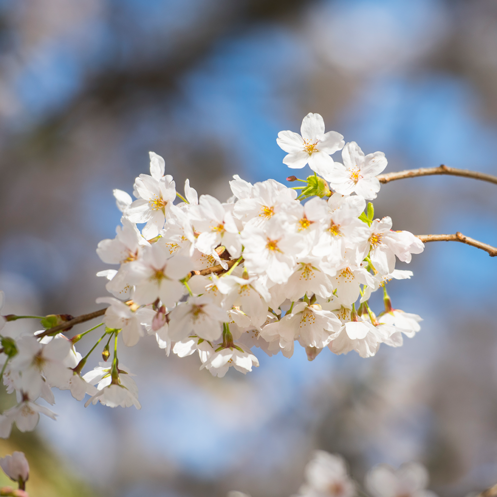 ASA Highlights Academic Strategy Affairs